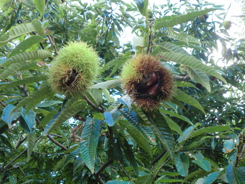 【簡単に栗ご飯 甘いむき栗 自然栽培】農薬不使用むき栗 剥き栗 　真空パック冷凍