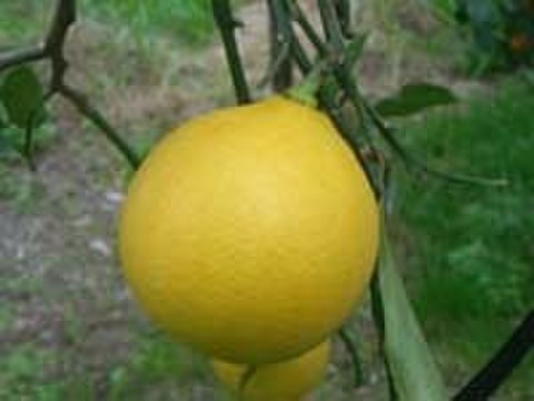 ベルガモット・清見オレンジ　1.2級コミコミ　合計１．８ｋｇ入り   【柑橘食べ比べ】