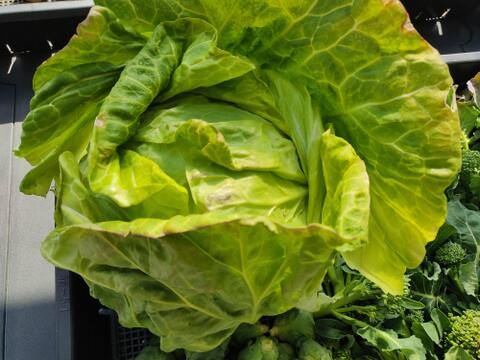 ✨農薬・化成肥料不使用✨芽キャベツ約200g＋キャベツ1玉＋スティックセニョール約400g🌱冬のあったか食卓セット😊