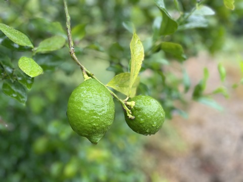 【自然栽培レモン】5㎏-農薬不使用/無肥料/無除草剤