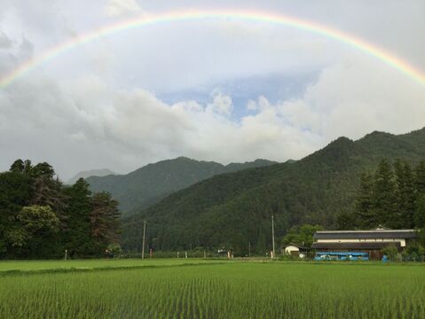 北アルプス山麓で育った自然栽培　天日干し「朝日」玄米3㎏