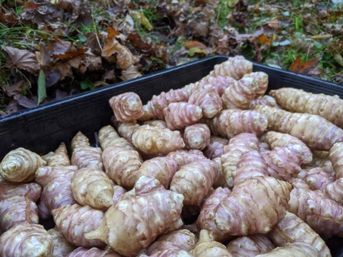 『赤菊芋』水洗い済 3kg トピナンブール