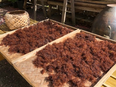 伊豆の美味しい、フノリ　ふのり　布海苔　／３０グラムです