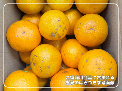甘くて爽やかな希少柑橘🍊ご家庭用 春峰【サイズ混合・5kg箱】