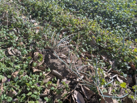 ☆自然栽培100サイズ☆【4-5人前】（9~10品）季節折々の野菜Mセット【群馬県高崎産】