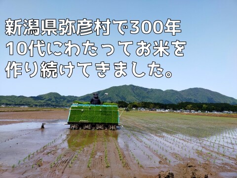2025年産　新米「つきあかり」　玄米5㎏（数量限定）　新潟県弥彦村産