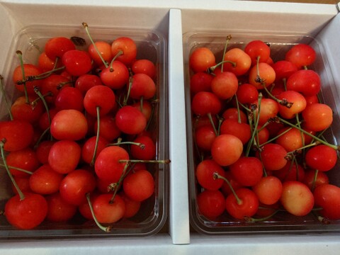 山形県産 さくらんぼ「佐藤錦」秀  700g  (L以上)