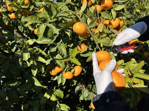 年越し　熟成青島みかん（家庭用・4kg）