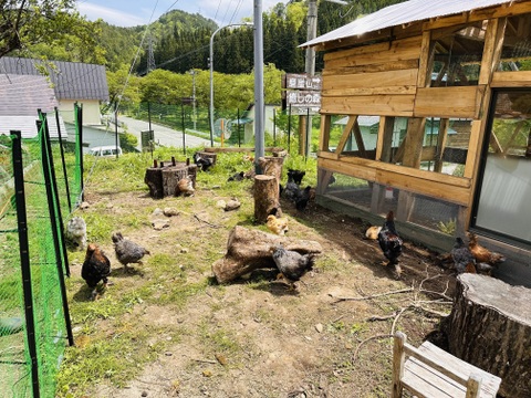 １日数量限定 平飼い『盈月の卵』世界最大級の鶏ブラマ６個入り