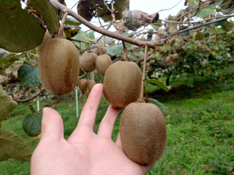 家庭用（訳あり品）キウイ　ミックスサイズ　1kg（約8～15個入） 370-2-1