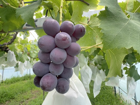 【数量限定】芳醇な甘さ！完熟・種あり巨峰（ご家庭用）｜約２kg