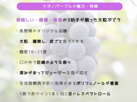 ◯完売御礼◯【秀】ナガノパープル　1kg/2~3房
