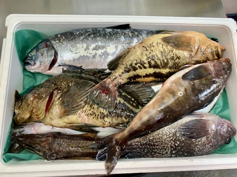 竹コース【年明け発送】船頭にお任せ！鮮魚ボックス（詰め合わせ) 海鮮セット