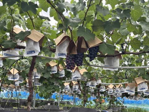 甘くて酸味が絶妙で大粒な　ナガノパープル　２房（500ｇ×２房）1000ｇ