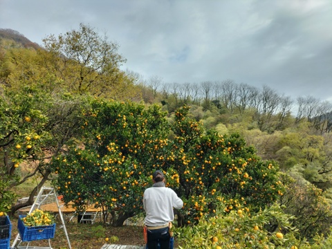 (広島県産)一口でパクッ！愛らしく甘い小みかん約3㎏