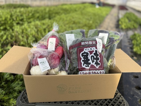 信州をお試し【旬彩野菜】BOX２～3人前　【ゲン担ぎ福袋】新年にぴったり紅白の野菜！カラー大根（紅）＋カブ（白）＋葉物野菜のセット。無施肥栽培・長野県安曇野産