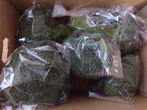 茎までおいしい！淡路島産ブロッコリー5株（Lサイズ）