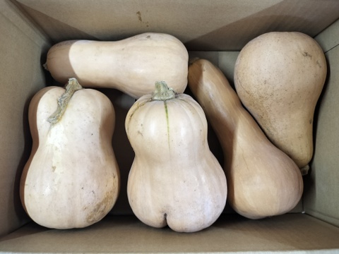 熟成★バターナッツかぼちゃ　4ｋｇ