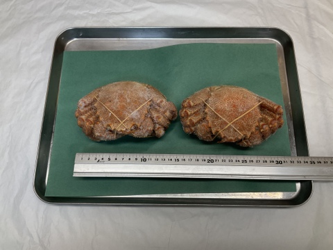 【年末蔵出し】小さくても味濃く絶品/毛ガニ/浜茹で/400~450g/2ハイセット【冷凍】