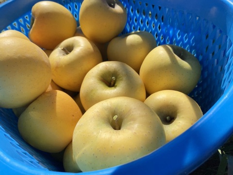 【期間限定ギフト】贅沢４品種ミックス🍎上品7個入りギフトボックス〜化学合成農薬を約40％削減して栽培しました〜安曇野産りんご🍎