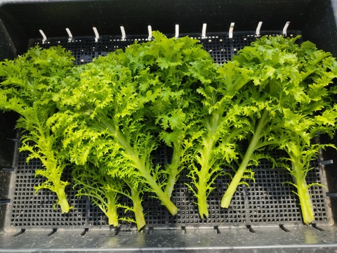 ✨【農家厳選】瑞々しさが自慢。毎日使える旬の野菜詰め合わせ（4～5品）✨