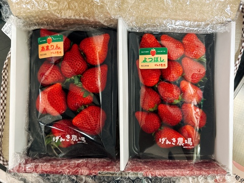 【完熟・食べ比べ】あまりん VS 農場長おすすめ品種！【いちご食べ比べ】