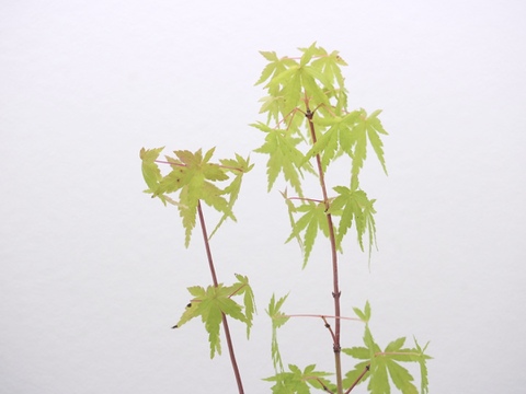 ミニ盆栽【紅葉🍁ヤマモミジ × 黒丸小陶器】高さ38cm×横9cm