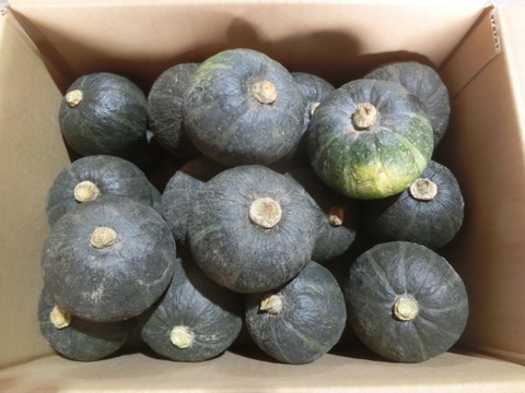 富良野産 坊ちゃんミニ南瓜５ｋｇ（25～３０玉入り）