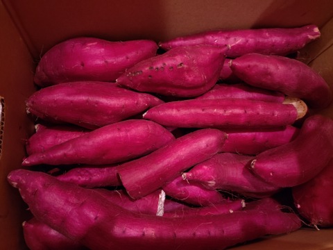 【今期最後】訳あり！　シルクスイート　10kg