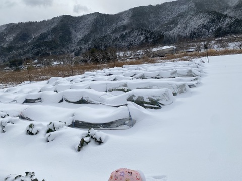 農薬不使用・栄養たっぷり『ブロッコリー🥦』重量分たっぷり詰めます！