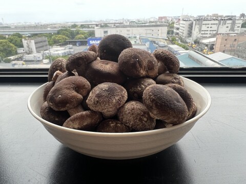 東京福【ちいたけ】おいしさそのまま使いやすいミニサイズ(500g袋詰め)