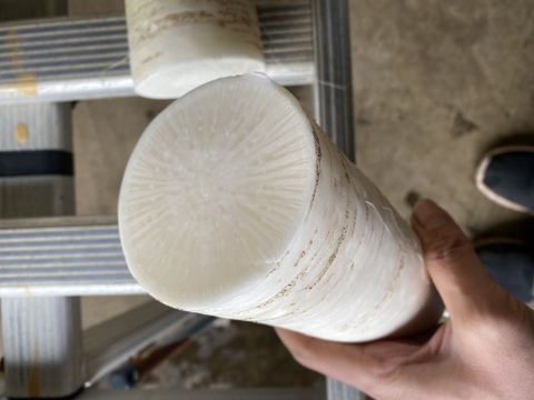 春大根1箱(約10kg)※横縞症による規格外商品