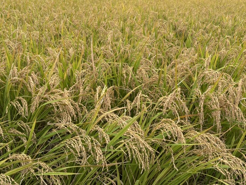 清流吉野川の恵み🌾  令和８年産　新米コシヒカリ  【玄米１０㎏】