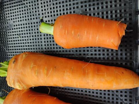 見た目は個性派🥕訳あり旬ニンジン（時なし五寸or濱美人）約1kg｜割れ・曲がり・折れあり｜加熱で甘い｜農薬・化成肥料不使用🥕