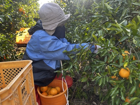 春の香りと味！プチプチ食感、はるみ【ご家庭用・4kg】