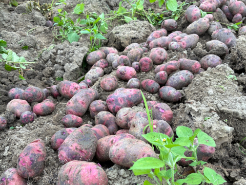 【お得な訳あり！8月末まで】グラウンドペチカ&奥州タマネギ (5kg)