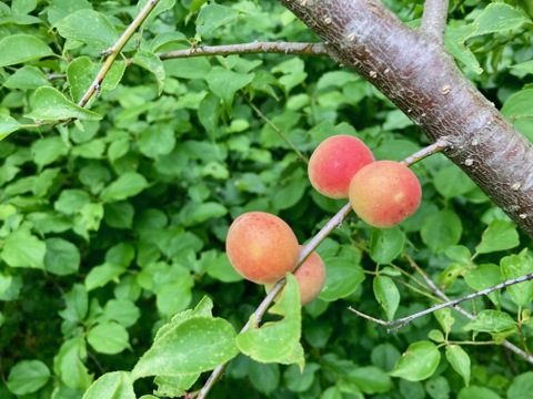 熟小梅　織姫　自然栽培　農薬・除草剤、化学・動物性肥料不使用　約２ｋｇ　一度は漬けてみたい小梅の梅干しに最適！★数量限定★