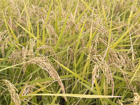 【令和7年】コシヒカリ・白米無洗米（5kg）【栽培期間中　農薬・化学肥料不使用】