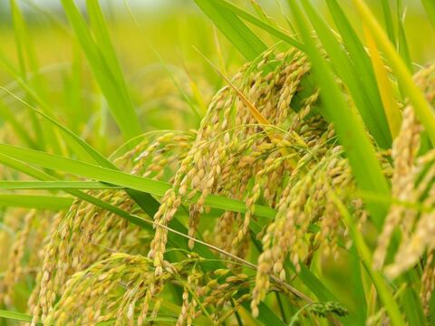 【令和4年産新米先行受付】特別栽培米きぬむすめ「縁起の竜王米」 無洗米10kg(5kgx2袋)