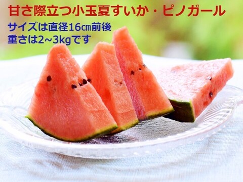甘～い尾花沢小玉すいか ピノガール・紅小玉各2玉 山形県産 10~12kg【 予約販売】