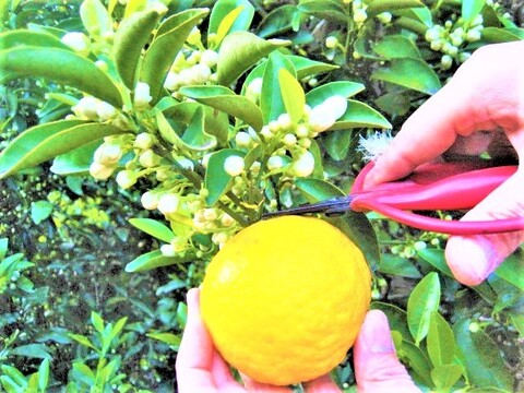 【母の日ギフト】【メッセージカード付き】朝採りニューサマーオレンジ２kg贈り物箱　農薬・肥料・除草剤不使用