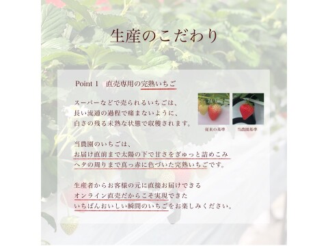 11月限定【一番甘いイチゴを選び抜いた】シャインプリンセス