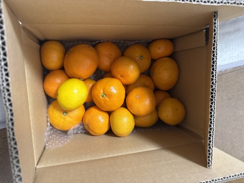 箱込約3㌔　1,000箱以上売れるゲリラセールミカン