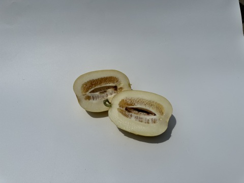 懐かしいあの味　’金太郎メロン’　復活！