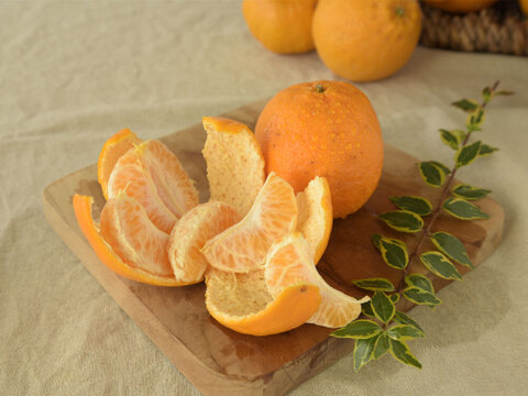 【濃厚な甘さが魅力】ポンカン【贈答用(特選品)】10kg 317-2