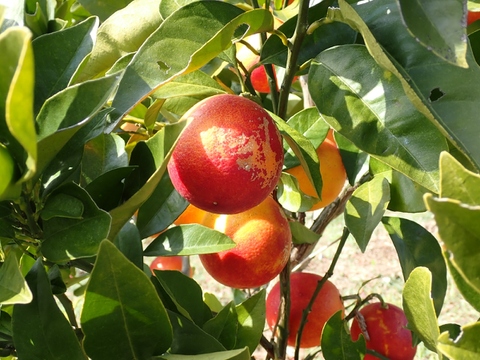 見た目は悪くても農薬は使わんモン！熊本の完熟ブラッドオレンジ4kg　　　　　　　　　　　　　　　　　　　　　　　　（化学肥料不使用／農薬不使用）