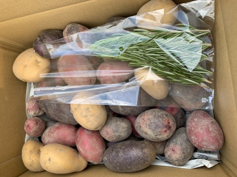 高野山麓精進野菜　カラフル！じゃがいも詰め合わせ4キロ＆ローズマリー少量