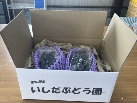 濃厚な甘さ！朝どれ直送＜種なし巨峰 約700g＞たべきりサイズ（350g×2房）