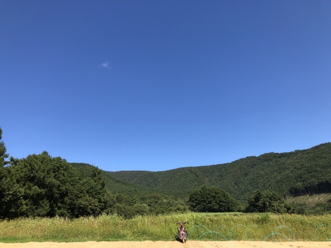 ※お買得【農薬・化学肥料不使用栽培】2024年産　青森県産　小粒　男爵 10kg