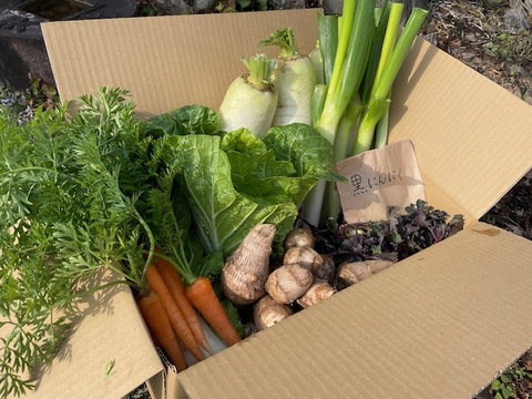 いものこ(旬)増量・黒にんにく＆季節野菜特価セット